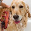 Dog Shower Brush with Shampoo Comb view 2