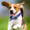 Cooling Dog Bandana view 2