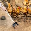 Chicken Poop Scooper with Extendable Handle view 4