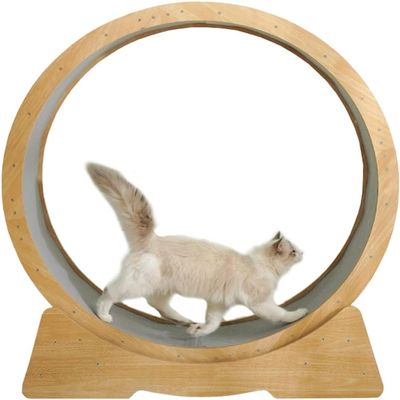 Cat Training Wheel for Indoor Cats