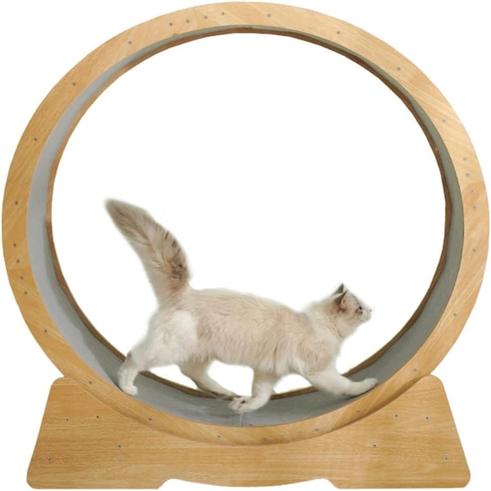 Cat Training Wheel for Indoor Cats