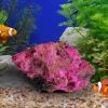Natural Decorative White Aquarium Gravel view 3
