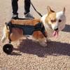 Lightweight Adjustable Pet Wheelchair for Small and Medium Dogs and Cats, XS view 2