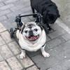 Lightweight Adjustable Pet Wheelchair for Small and Medium Dogs and Cats, XS view 3