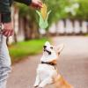 Generic Dog Squeaky Toy, Plush Corn Teething Toy view 4