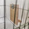Bird Mirror | Wooden Mirror Toy for Cockatiels view 2