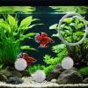Betta Fish Training Ring view 4