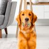 Dog Ball Toy - High Elasticity for Large Breeds view 4