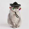 Birthday Hat for Dogs and Cats view 4