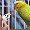 3-Pack Bird Treat Holders for Small Animals view 2