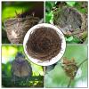Dtaigou Flat-Base Bird Nest and Small Animal Hideaway view 4