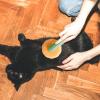 Dog Grooming Brush, Cat Grooming Brush | Detangling Dog Grooming Brush view 2