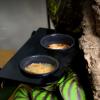 Gecko Feeding Dish with Suction Cup view 2