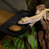 Gecko Feeding Dish with Suction Cup view 3