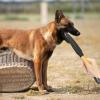 Dog Training Bite Stick Chew Toy view 3