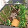 Reptile Terrarium Hanging Climbing Ring Set view 4