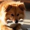 Dog Chew Toy - Wishbone Interactive Chew for Aggressive Chewers view 3