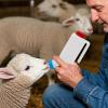 Lamb Feeding Bottle - 800 ml view 2