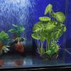 Artificial Plastic Coral Decoration for Fish and Betta view 2