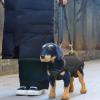 Dog Mobility Harness with Reflective Vest view 2