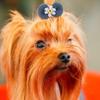 Dog Hair Bows, 12pcs Pet Hair Accessories view 1