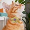 Cat Collar Flower view 3
