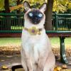 Cat Collar Flower view 4
