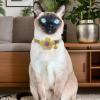 Flower Collar for Puppies and Kittens view 2