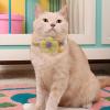 Flower Collar for Puppies and Kittens view 4