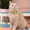 Kitten Collar with Flowers and Bell view 2