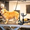 Height-Adjustable Dog Grooming Chair with Stand Support view 2
