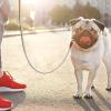 Reflective Dog Leash - Adjustable Heavy Training Rope with Padded Grip view 3