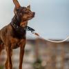 Reflective Dog Leash - Adjustable Heavy Training Rope with Padded Grip view 4