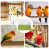 Kixolazr Bird Carrier, Removable Quail Cage, Waterproof Bird Accessory, Lightweight Travel Aviary for Outdoor Transport view 4