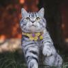 Adjustable Floral Cat Collar with Bell view 4