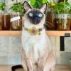 Flower Cat Collar with Bell view 3
