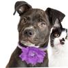 ifundom Adjustable Dog Collar with Floral Pattern view 3