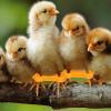 Chicken Leg Splint with 12 Adjustable Non-Slip Clips view 2