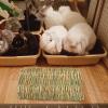 Generic Rabbit Mat for Enclosures view 2