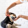 Dog Toothbrush - Double-Headed Soft Dog Toothbrush - 360-Degree Cleaning Accessory for Daily Dental Care view 3