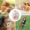 Ceramic Hides for Hamsters, Gerbils, and Chinchillas view 4