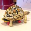 Turtle Leash and Skateboard Set, Adjustable Reptile Trainer view 2