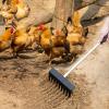 Chicken Manure Shovel, Multifunctional Ergonomic Cleaning Tool 4 view 2