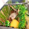Amphibian Climbing Toy - Snake Swing, Reptile Chain view 2
