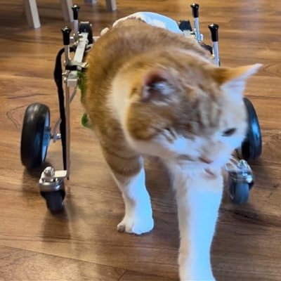 Pet Wheelchair for Paralyzed or Injured Dogs and Cats, 4-Wheel Mobility Support