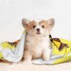 WZYCWB Bird's Nest Golden Chicken Large Printed Pet Blanket view 3