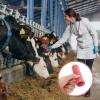 Calf Feeding Nipple with Solid Base view 2