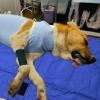 Foldable Pet Stretcher with Safety Strap for Medium to Large Pets view 4