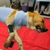 Pet Stretcher, Foldable Lightweight Design for Small and Large Dogs view 3