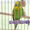 Multi-Functional Bird Perch and Chew Stick view 2